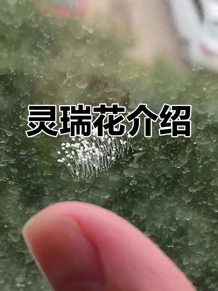 优昙婆罗花出现天空图片