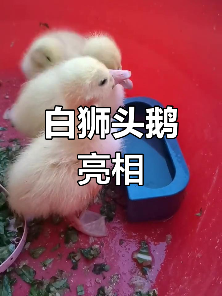 白狮头鹅品种介绍图片