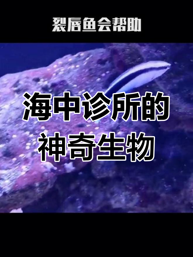 海洋中的"白衣天使":医生鱼与鲨鱼的奇妙关系