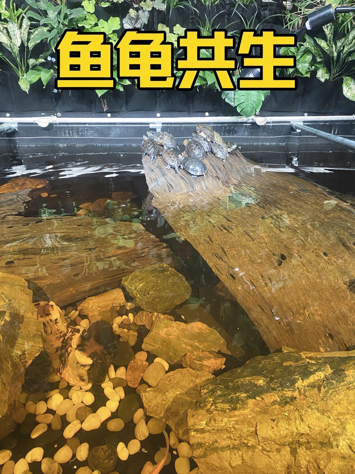 鱼和龟到底能不能混养?