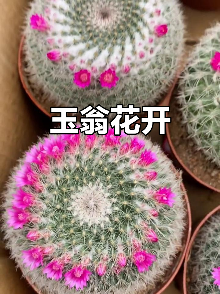 玉翁开花季,仙人球盛放美丽瞬间