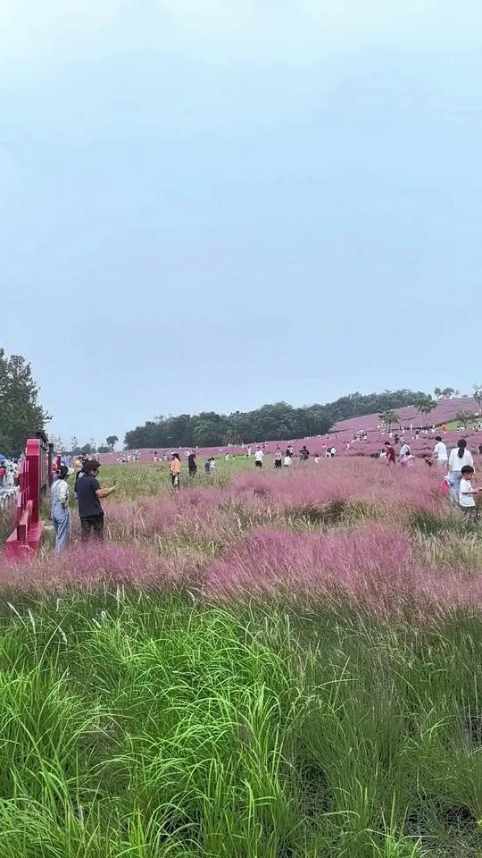 山公园,二妃山粉黛乱子草是武汉光谷标志性景观,以秋季粉色花海著称!