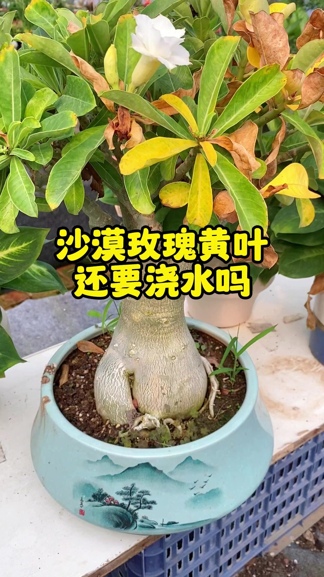 沙漠玫瑰 出现黄叶子 我是这样处理的