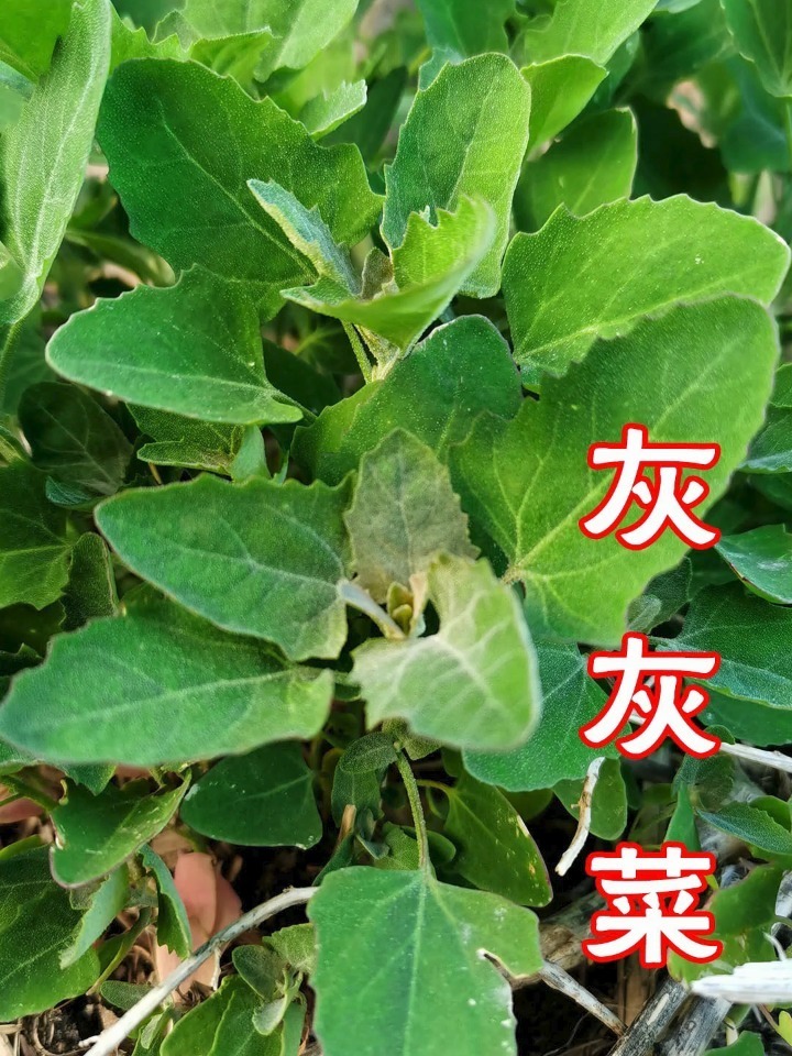 灰灰菜学名图片