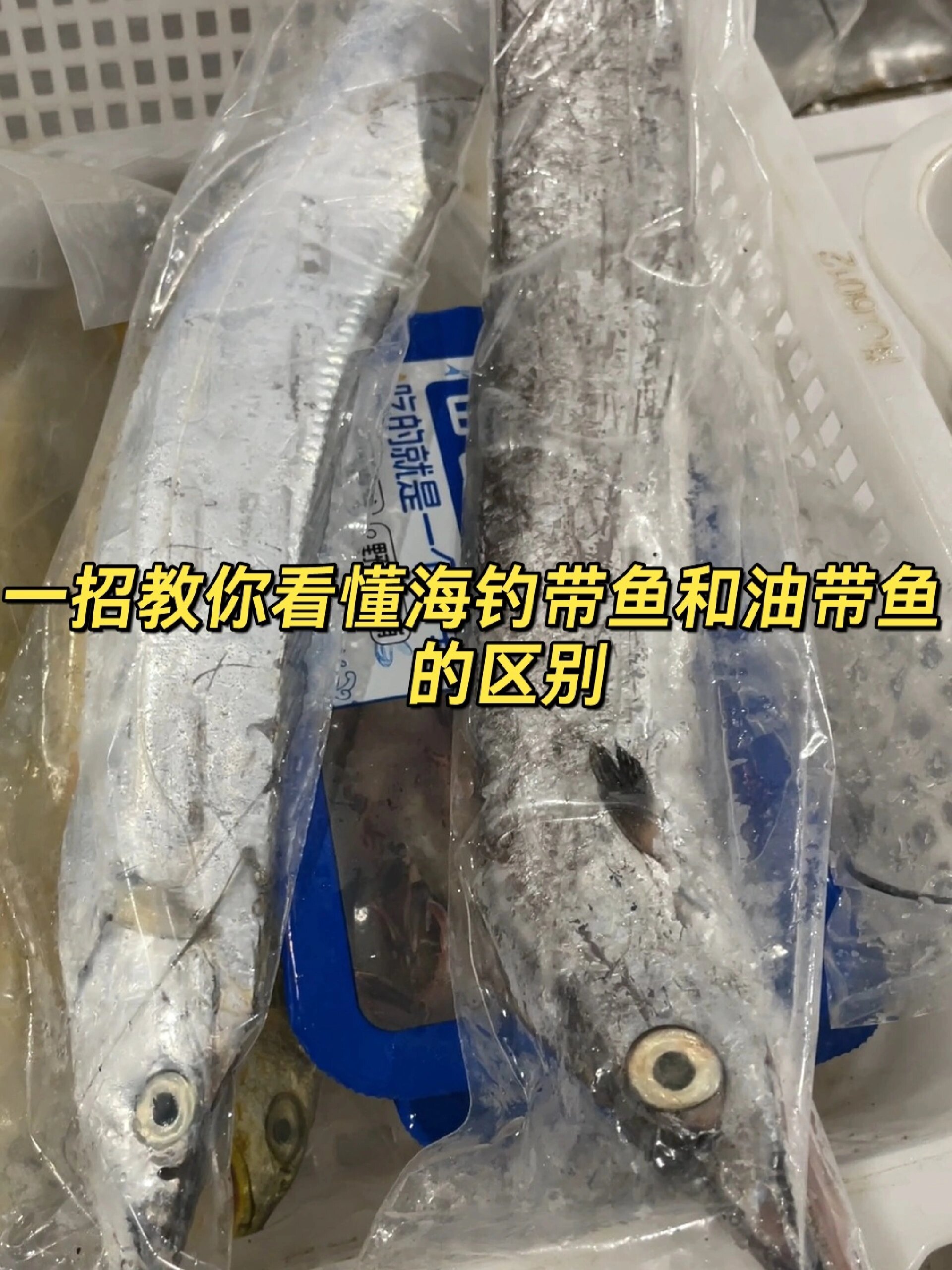 一招教会你海钓带鱼和油带鱼到底什么区别