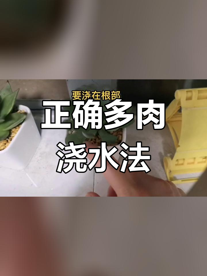 多肉浇水的正确方法图片