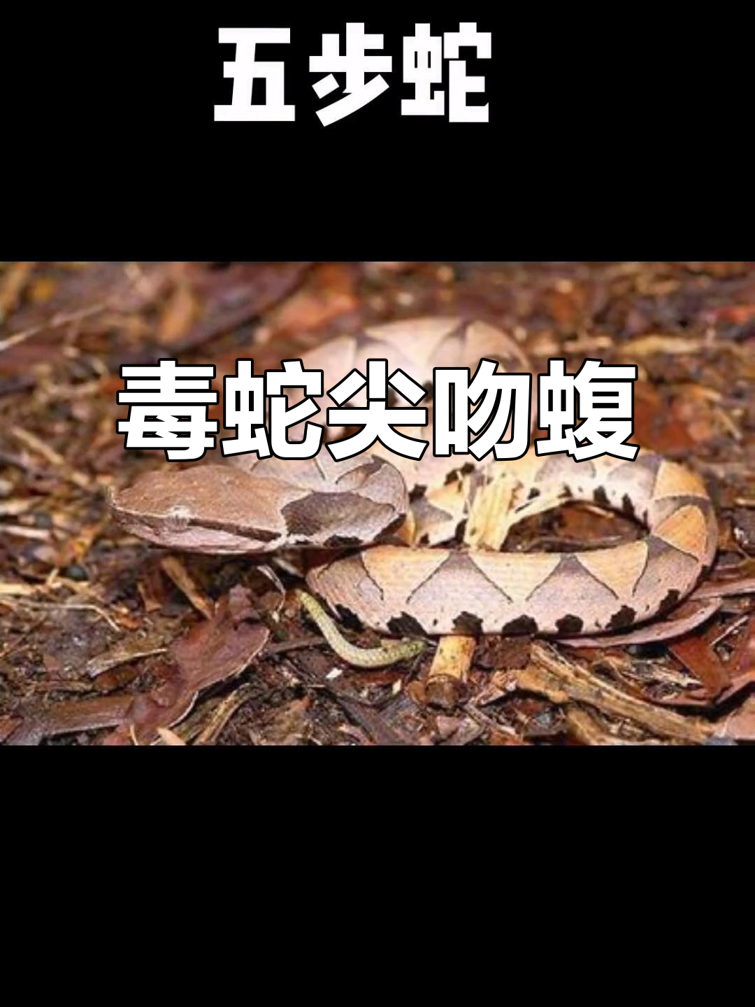 尖吻蝮,亚洲著名毒蛇,台湾及华南地区常见