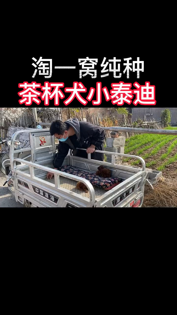 茶杯犬狗狗多少钱一只图片