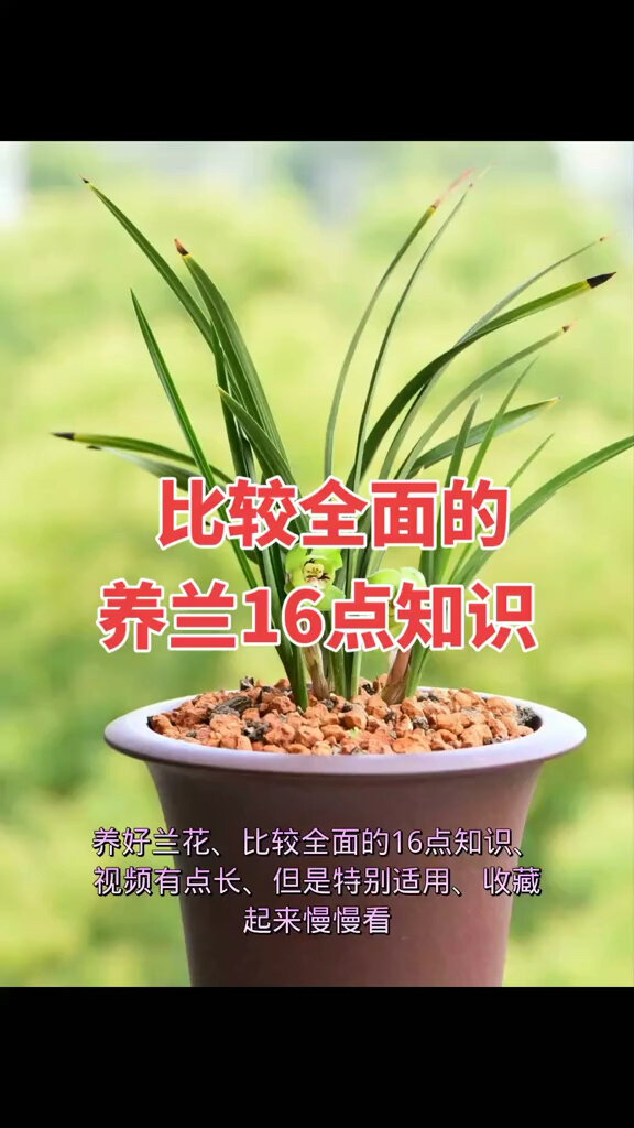 养好兰花得十六点知识