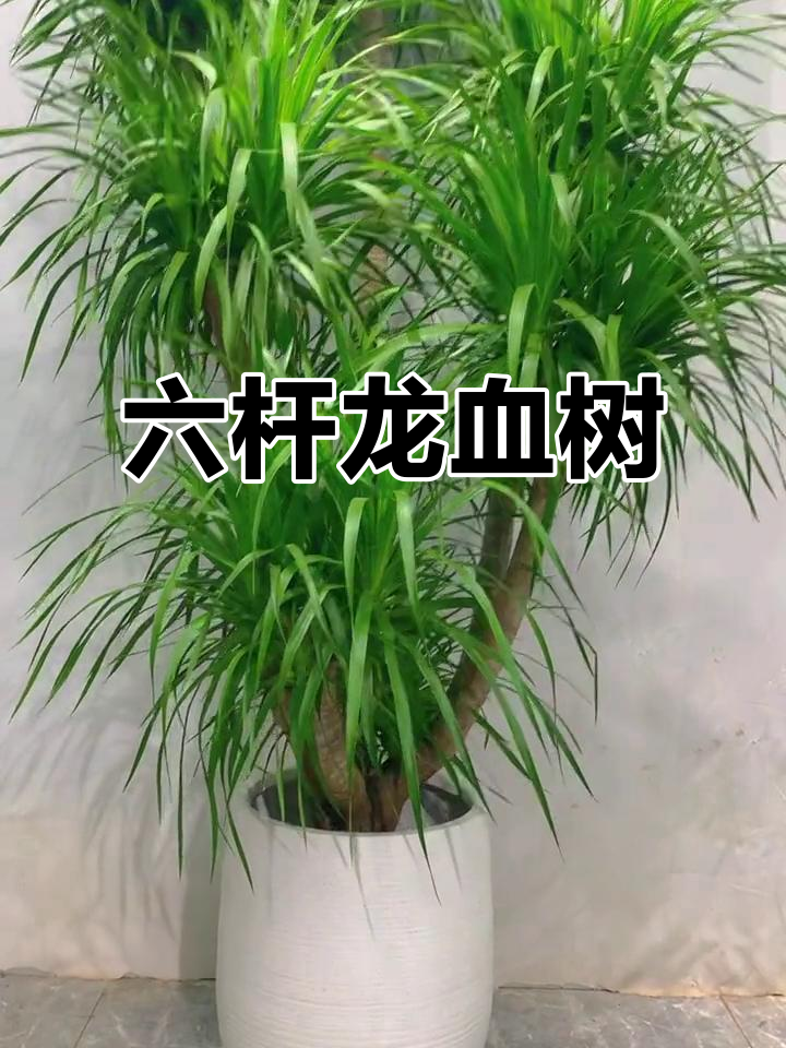 大型六杆龙血树,老桩造型震撼人心