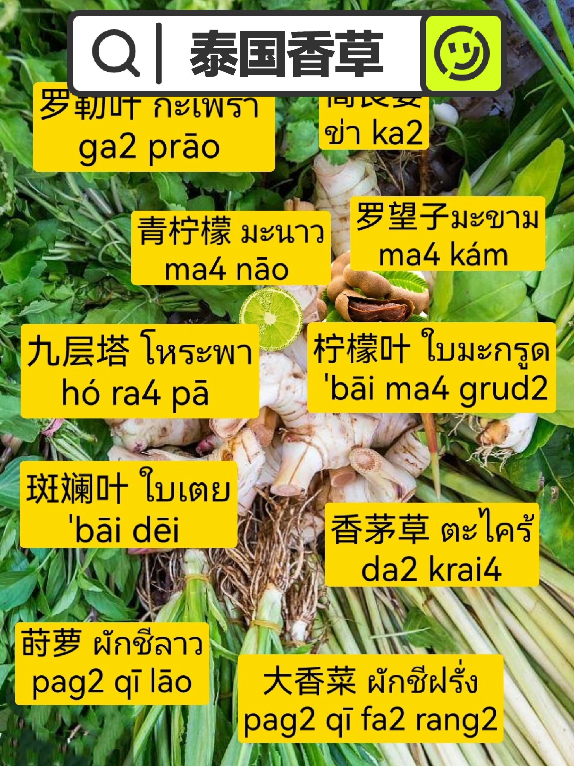 「泰国常见香草」你认识哪些?