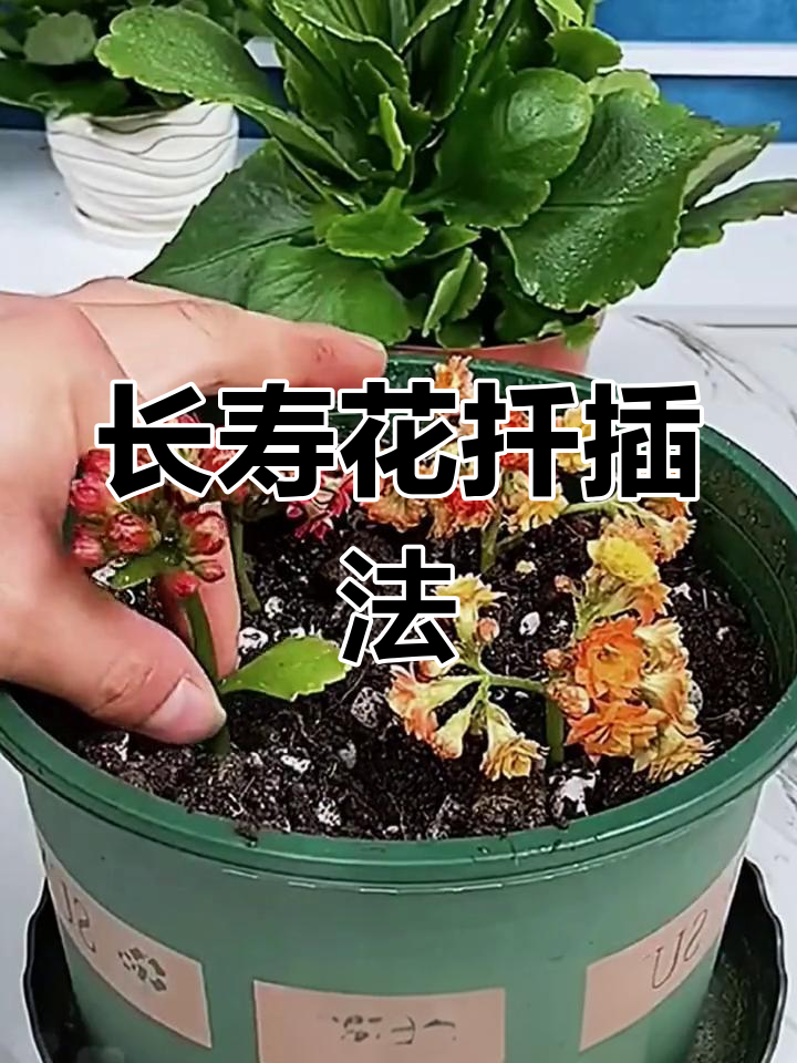 长寿花花梗怎样扦插图片