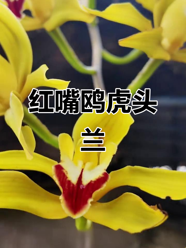 探秘云南红嘴鸥虎头兰,一花一世界的美妙之旅