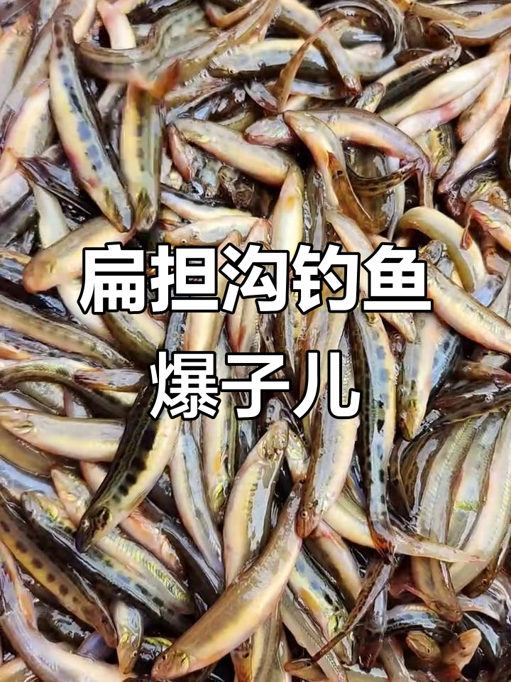扁担钩鱼大丰收,十多斤美味等着你