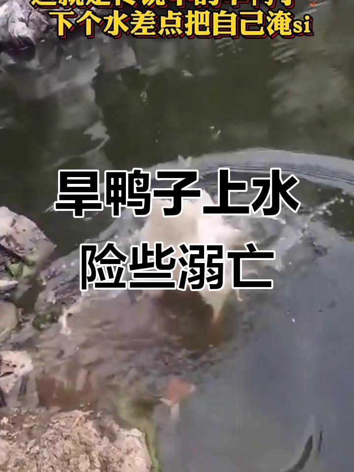 传说中的"旱鸭子"下水,差点被淹死!