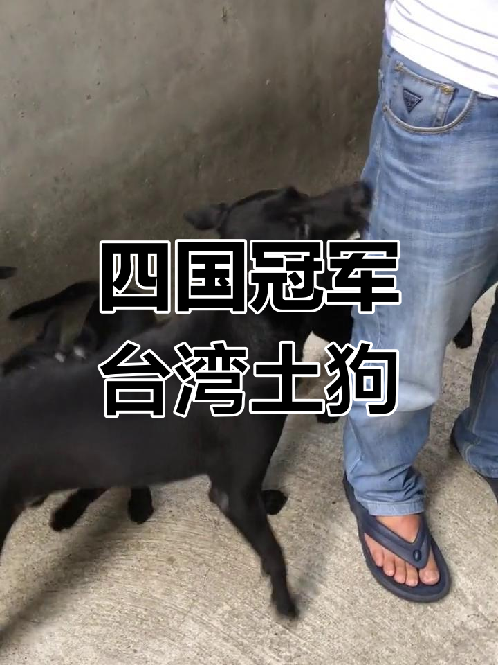 台湾土狗连续夺冠,四国赛表现强劲