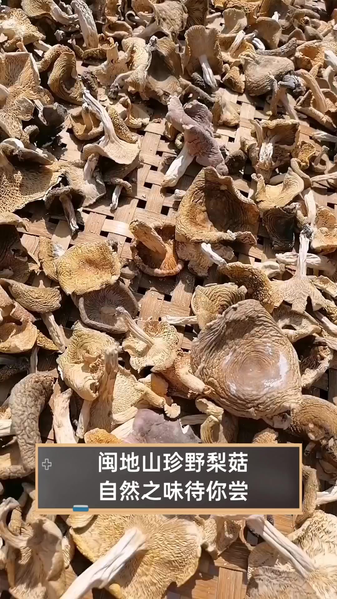 闽地山珍野梨菇,自然之味待你尝