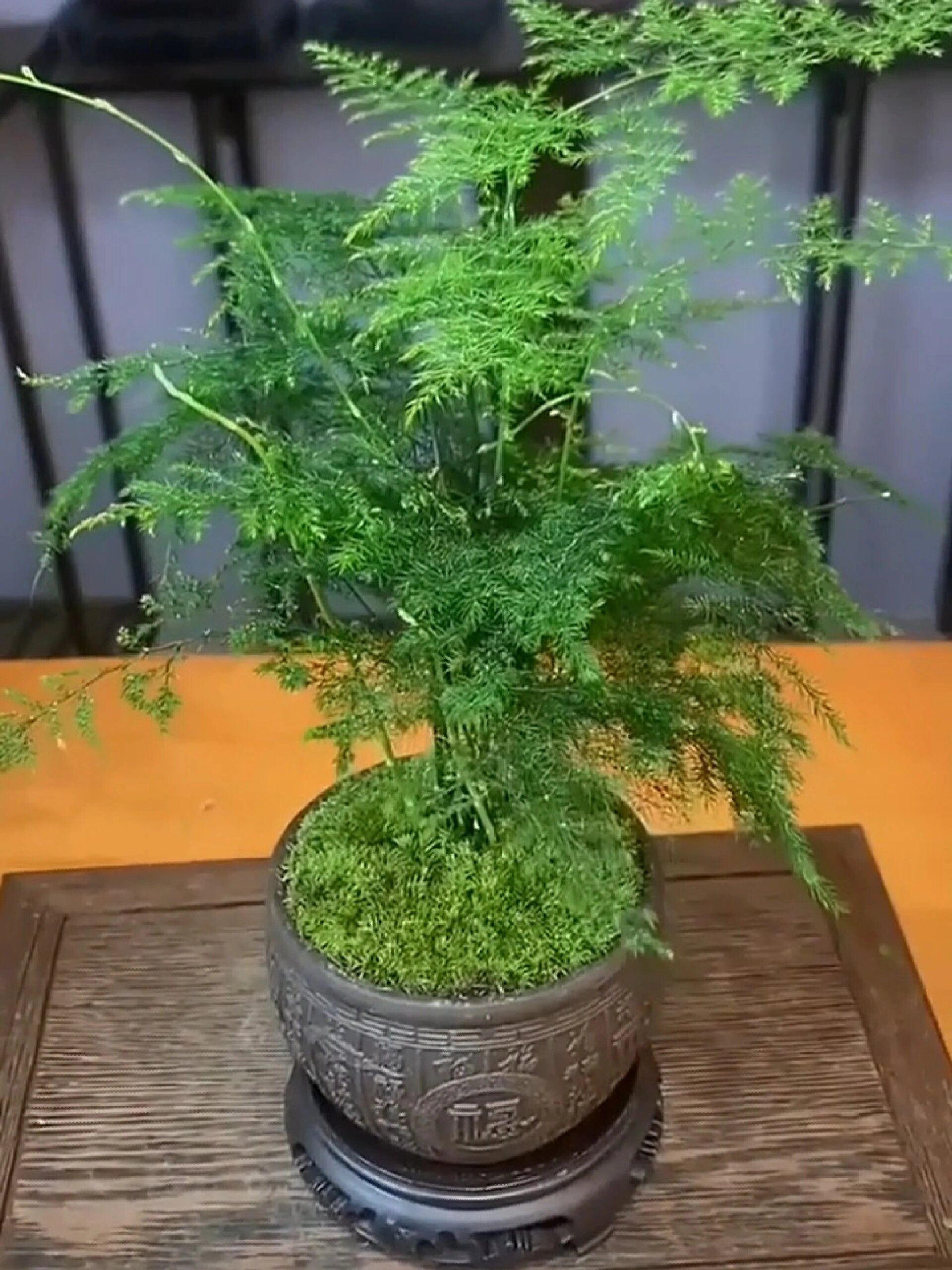 文竹 也叫做文雅之竹,寓意着节节高升,步步