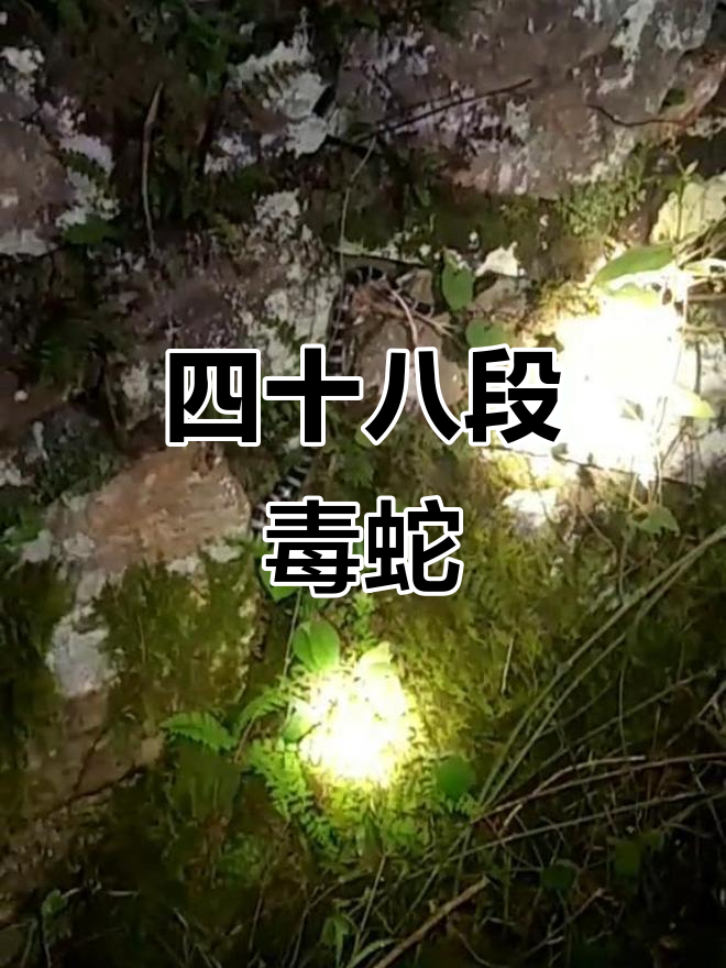 夜晚见到它,心惊胆颤!四十八段黑白蛇,毒性惊人