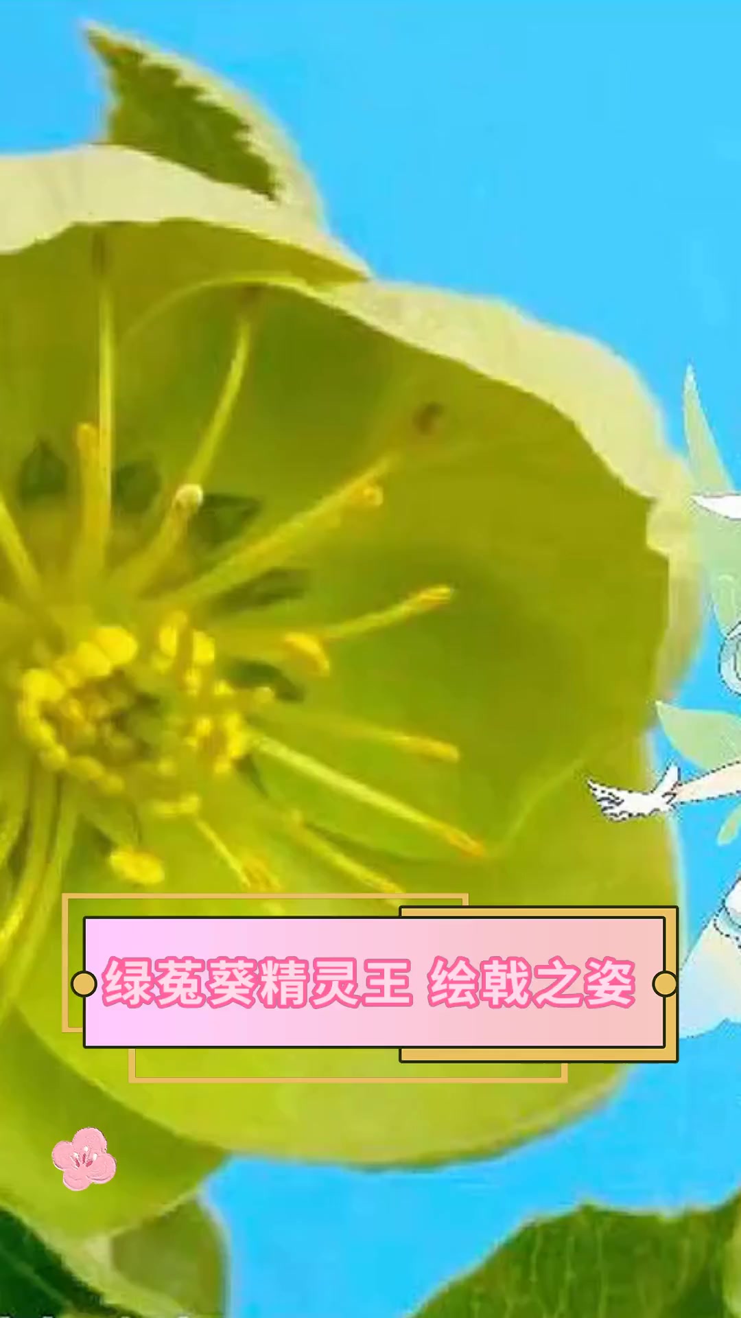 绿菟葵精灵王 绘戟之姿