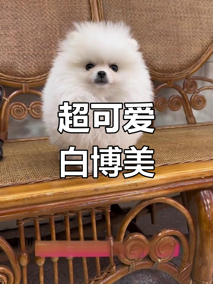 极品白博美妹妹,三个月已打疫苗,超萌球形外貌