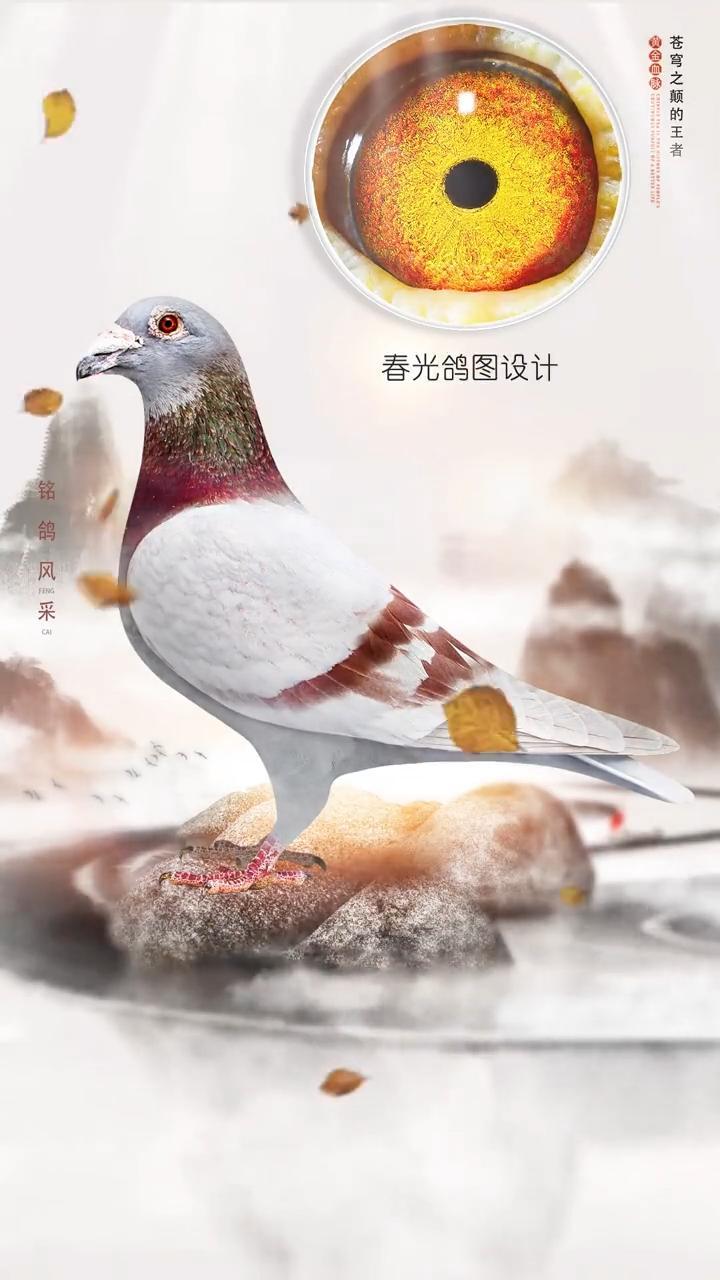 鸽子 修鸽图