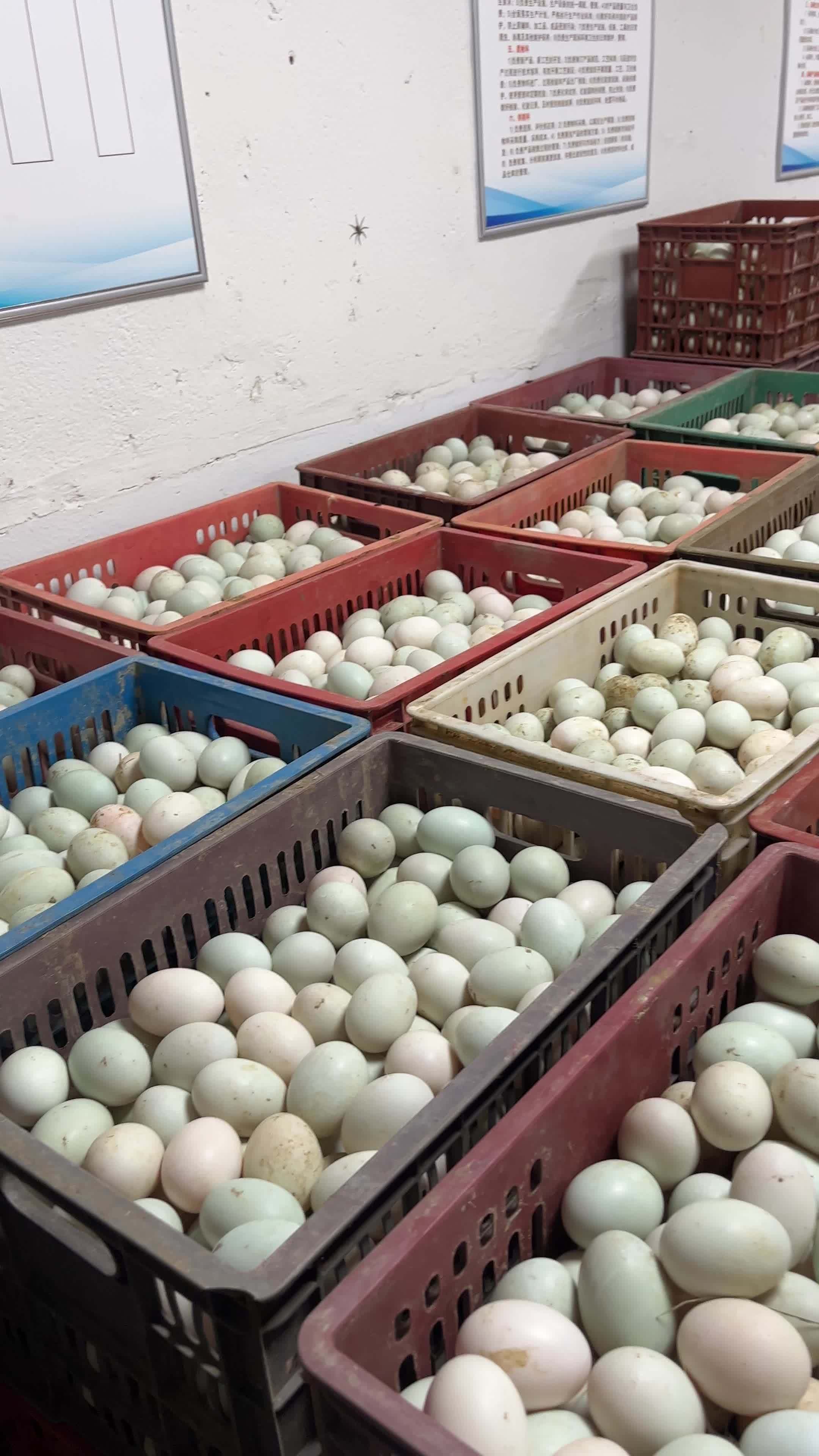 蛋价再贵,鸭蛋加工也不能停呐 既然做了就选这坚持,虽然没有养殖过瘾