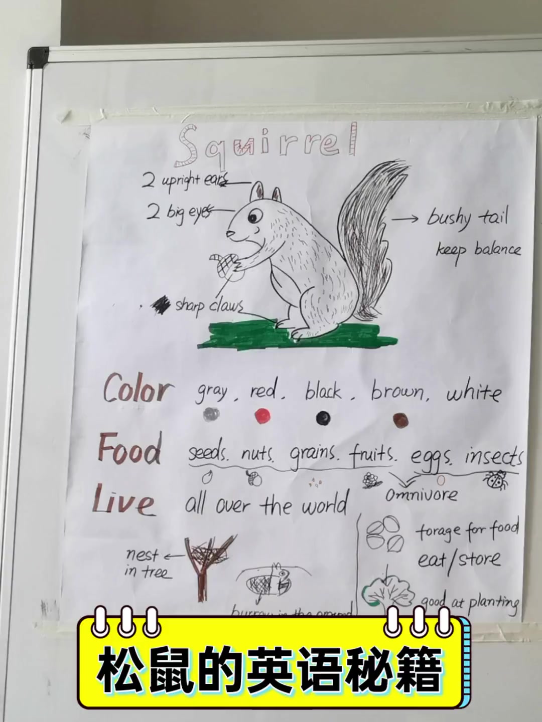 松鼠的英语秘籍