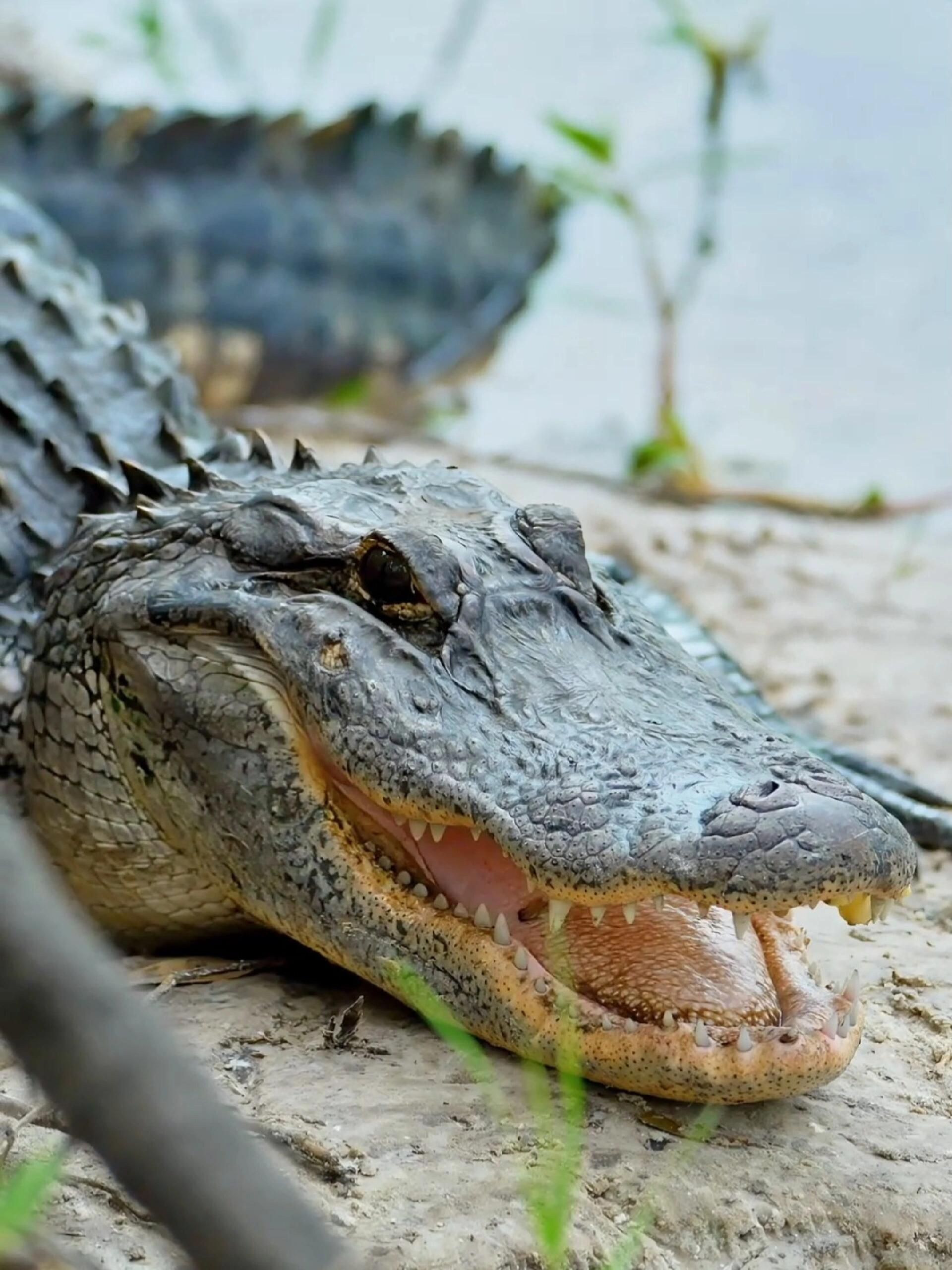 西半球大型的鳄鱼品种,美洲短吻鳄,又称密河鳄,一般长约1.8米至2.7米