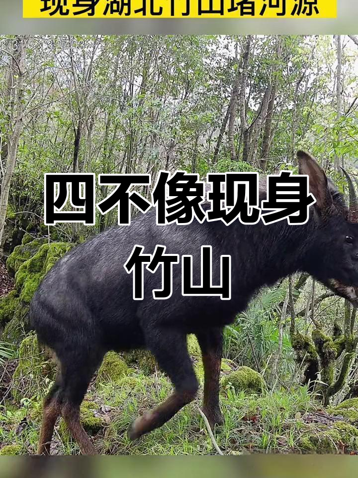 湖北竹山堵河源现身"四不像"中华鬣羚,零距离接触野生动物