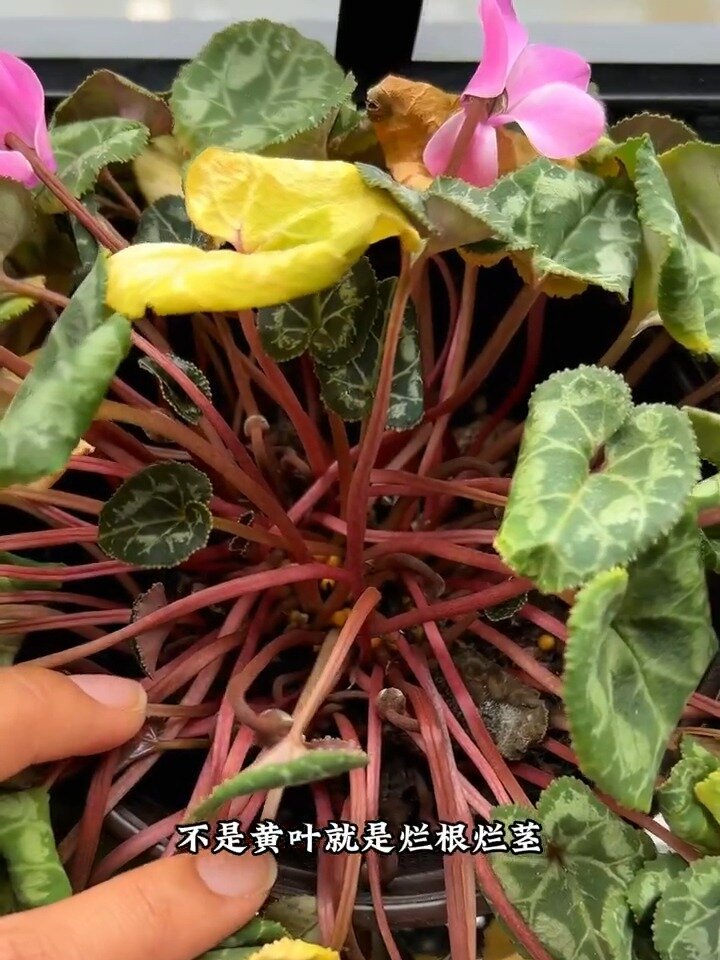 如果你的仙客来总是黄叶一定是你养护不对