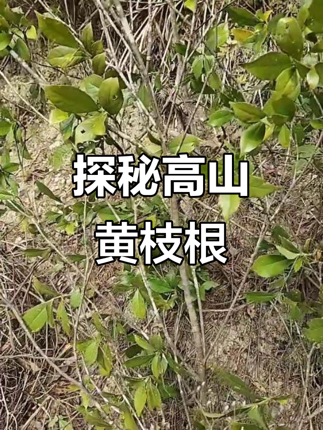 高山野生黄枝根的奇特魅力,探索自然宝藏