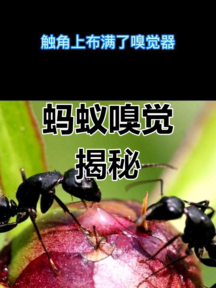 蚂蚁如何通过触角感知气味