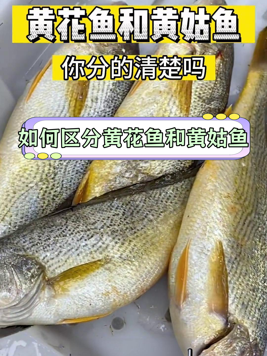 黄花鱼与黄姑鱼的差异解析
