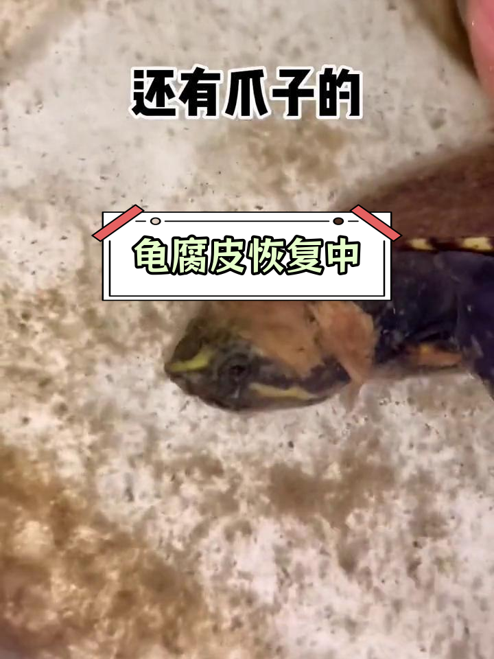 乌龟腐皮治疗第三天,皮肤开始脱落