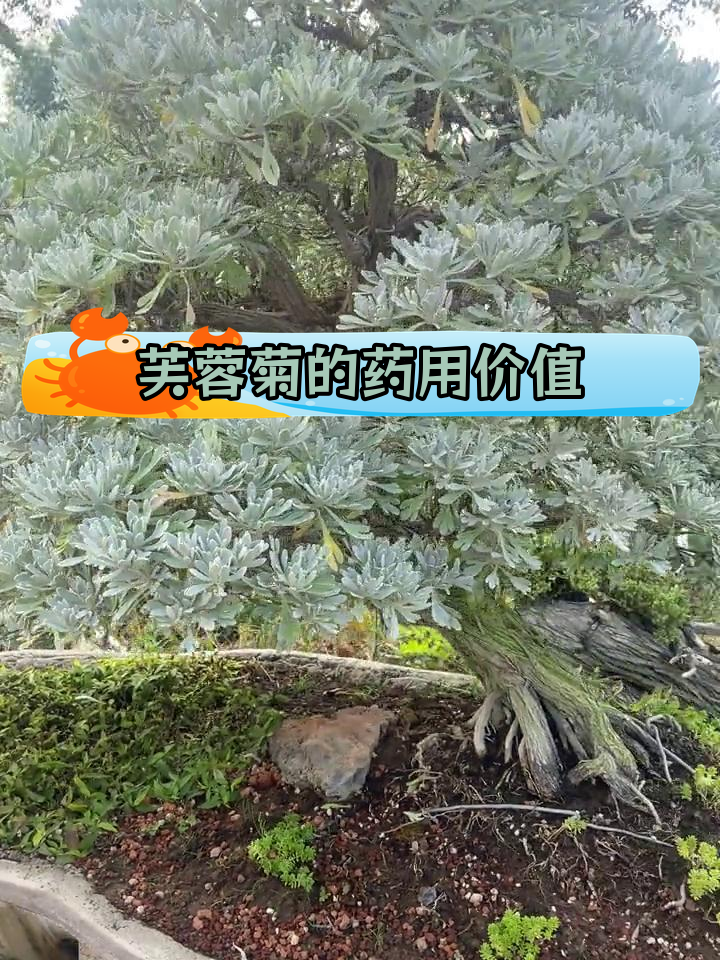 芙蓉菊的药用价值图片