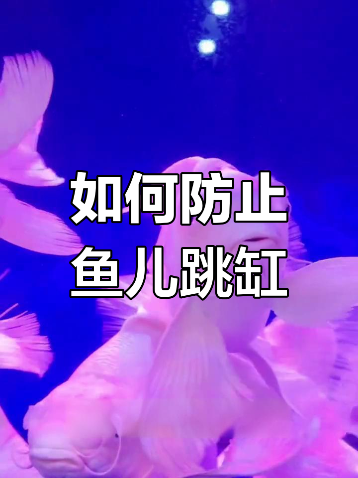 为什么新鱼入缸老鱼就死百科在线