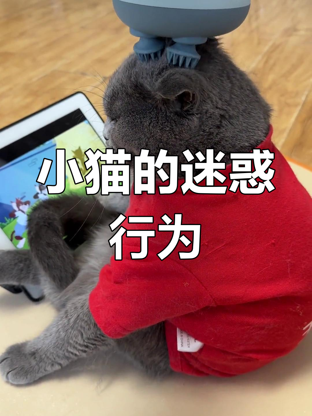 猫咪享受按摩,一脸陶醉的表情太可爱了