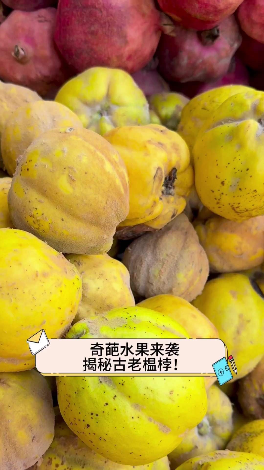 奇葩水果来袭,揭秘古老榅桲!