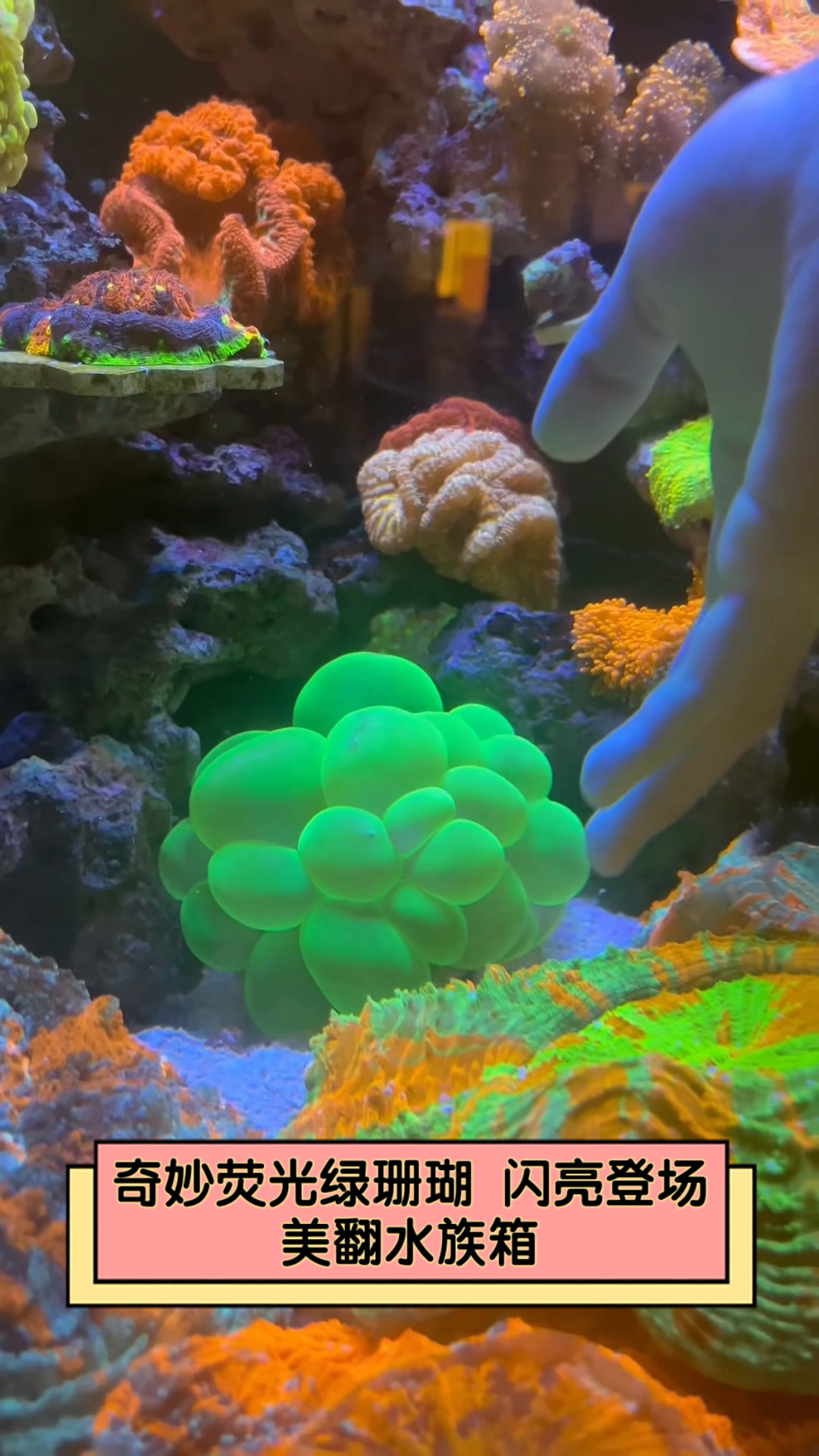 奇妙荧光绿珊瑚,闪亮登场,美翻水族箱