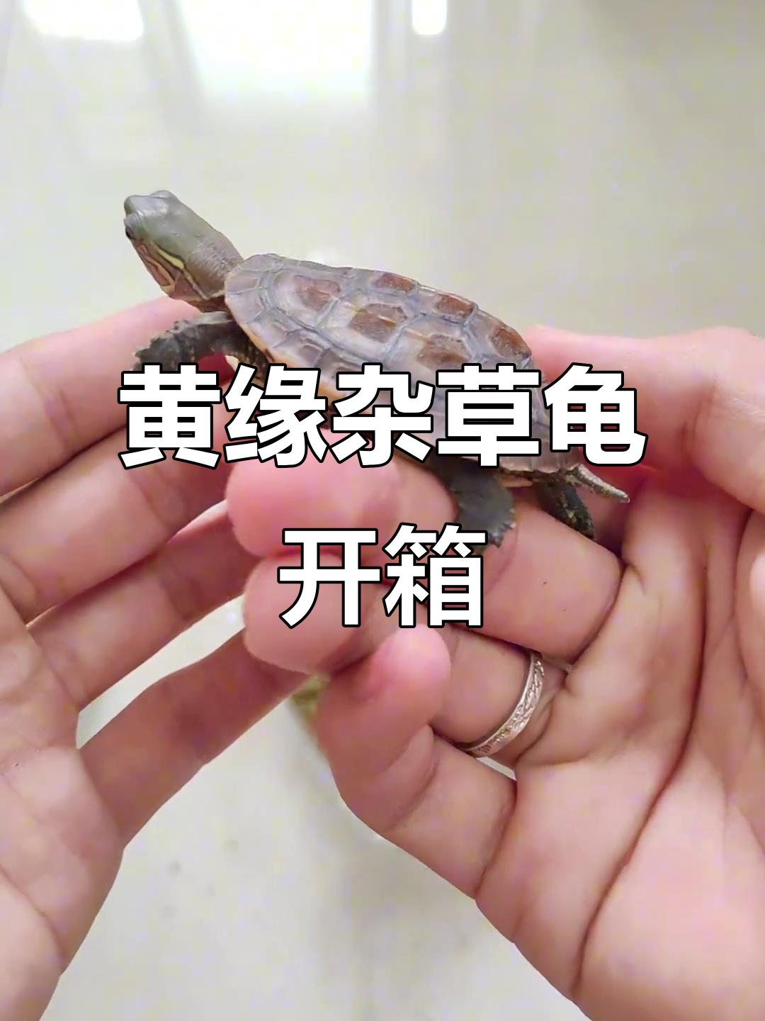 杂交龟值不值697?黄缘杂草龟开箱分享