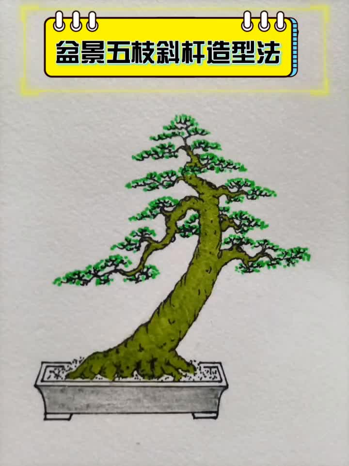 盆景五枝斜杆造型法