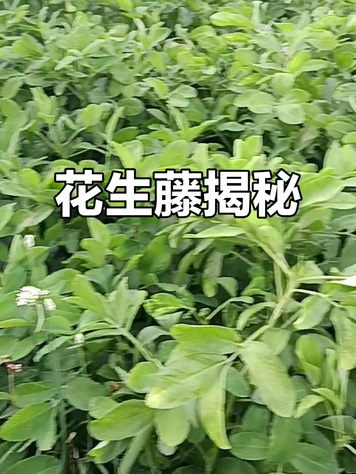 花生藤竟然长这样,太神奇了!