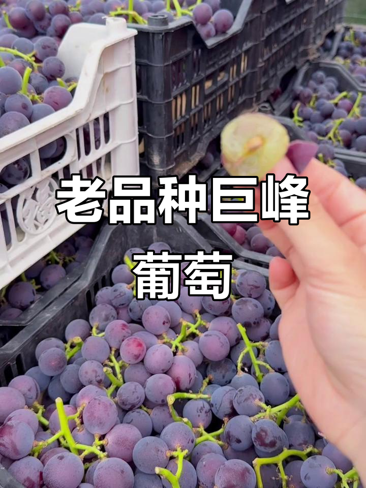 巨峰葡萄老品种,皮薄甜度高,一口爆汁!