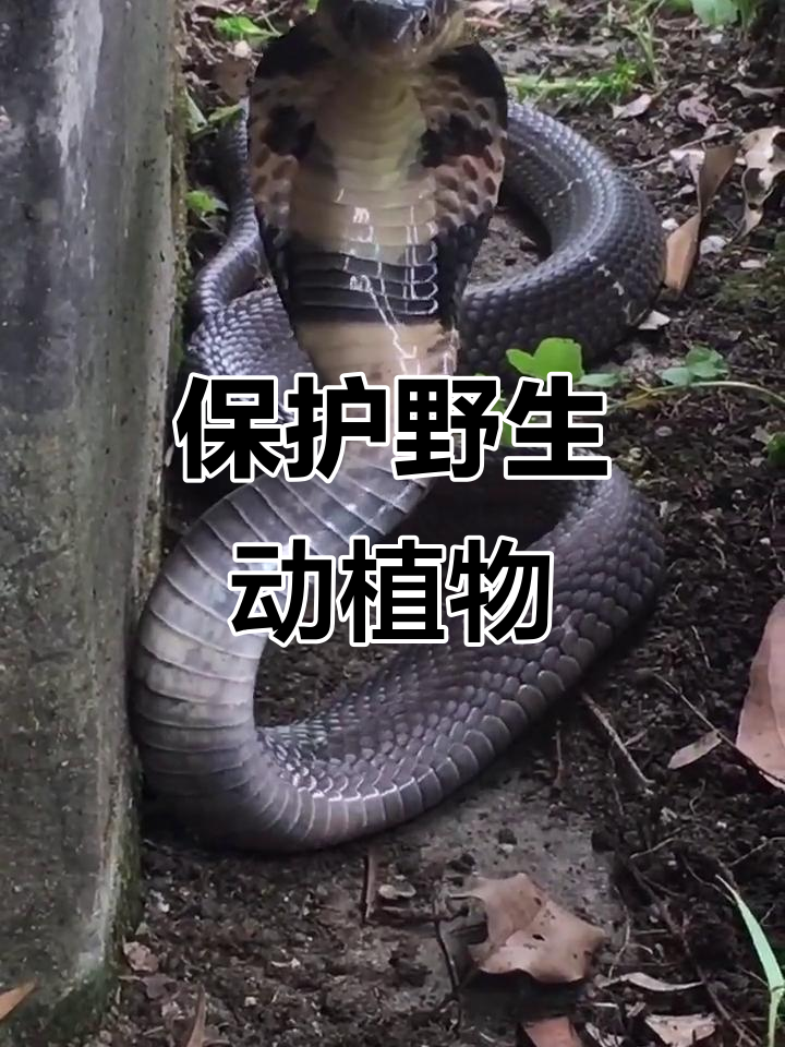 遇到吹风蛇,请保持距离,珍惜野生动物的生命