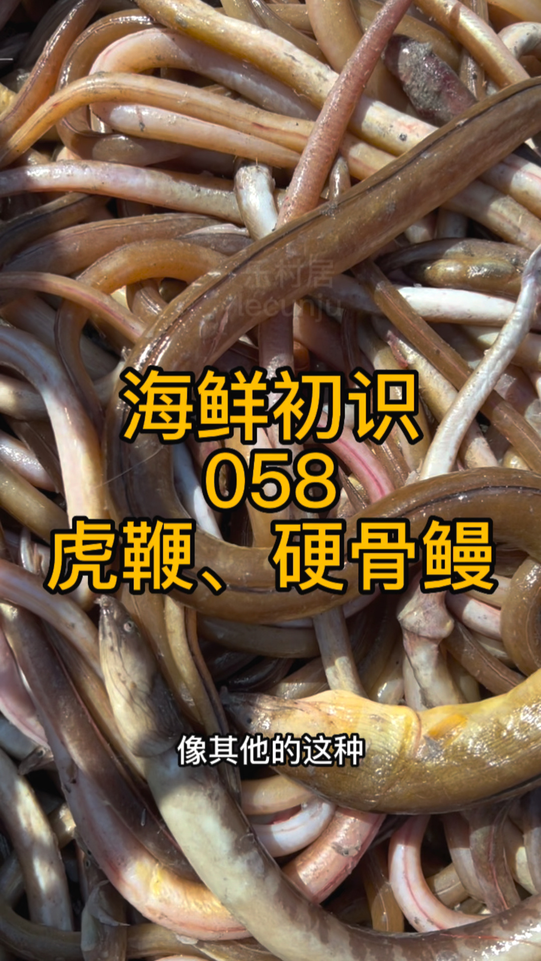 虎鞭鳗鱼和硬骨鳗鱼还有土龙