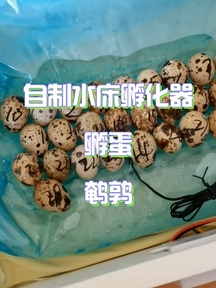 自制孵化箱的制作方法图片