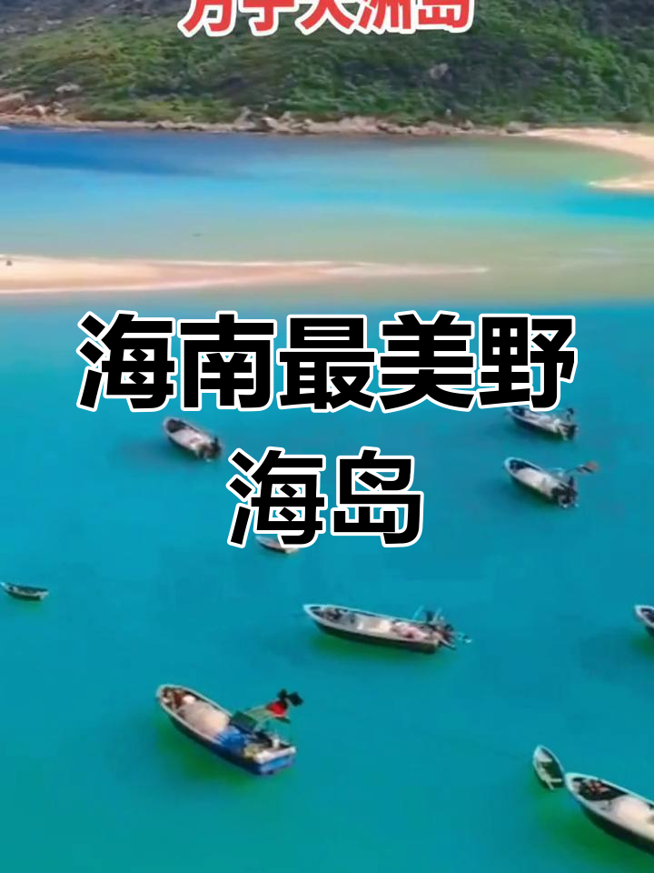 海南大洲岛金丝燕图片