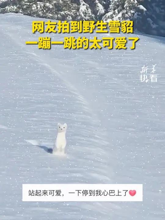 新西兰雪貂图片