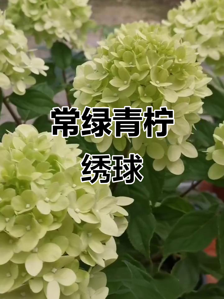 活力青柠绣球:夏季常绿,秋冬渐变美丽花色
